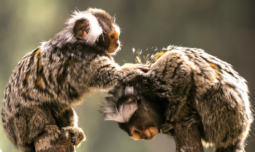 Pirmą kartą Lietuvoje – virtualus zoologijos sodas!