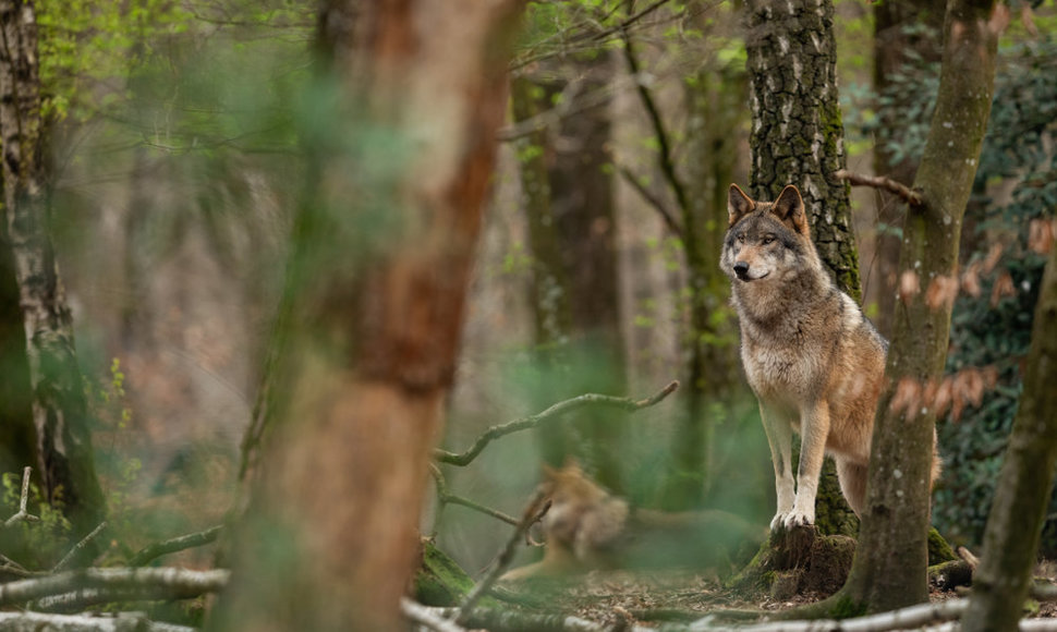Apsaugai nuo vilkų – parama aptvarams ir aviganiams