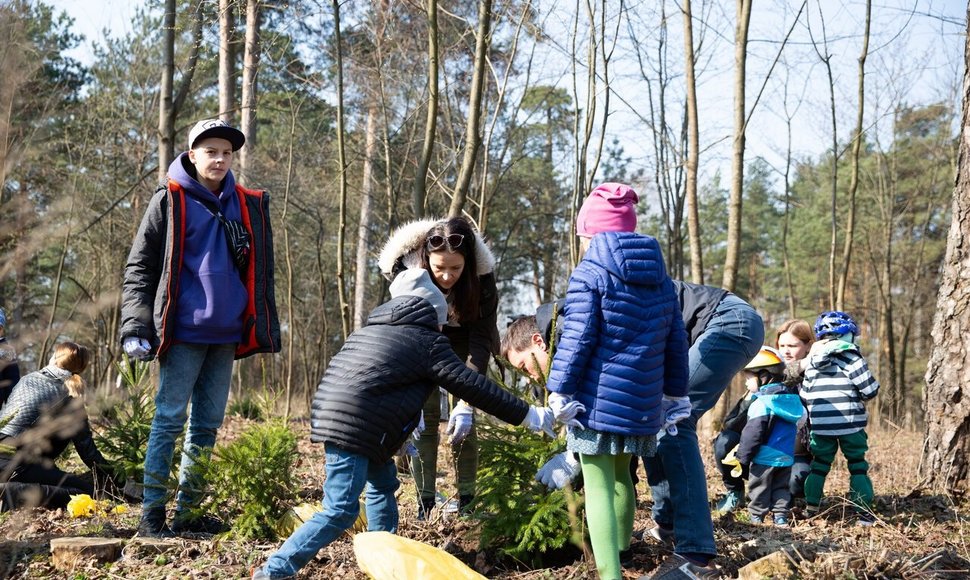 Planting of the treas