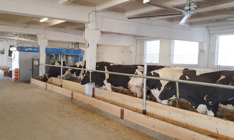 News robots for the cows' well being at Labunava
