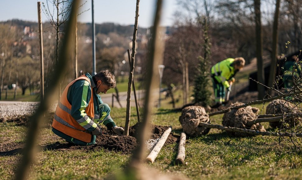 Planting of the trees_Darnu Group