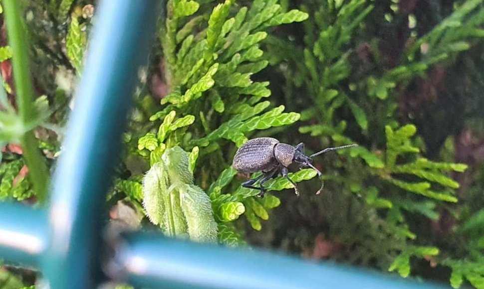 Į Lietuvą pateko nauja vabalų rūšis – Otorhynchus armadillo 