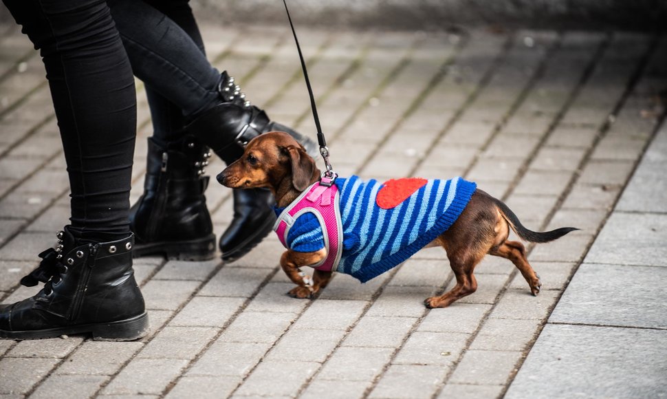 Saulėta diena šeštadienio popietę