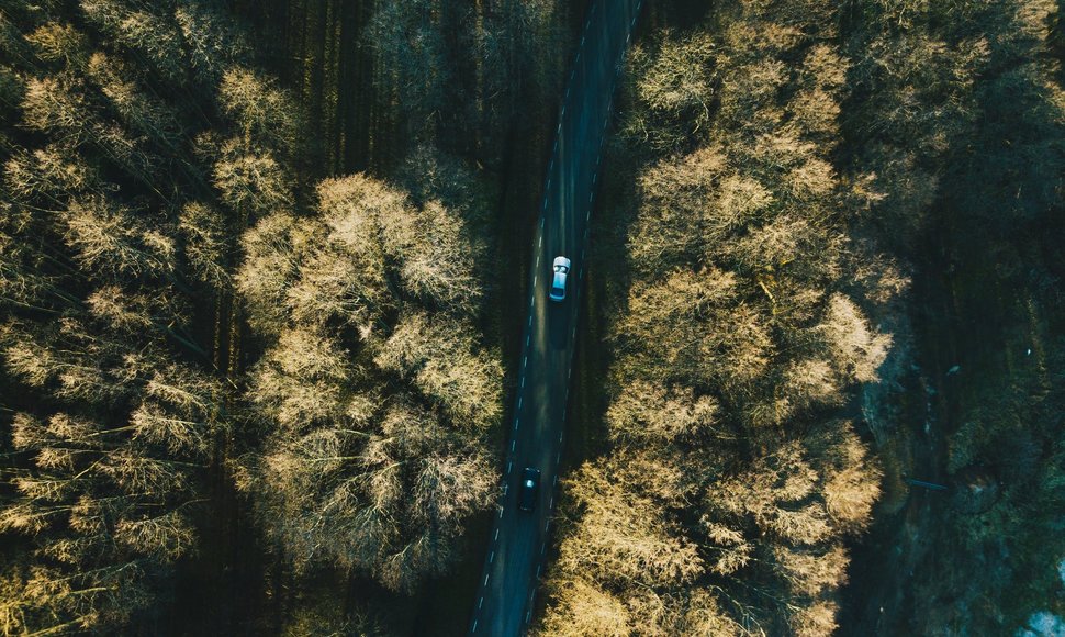 Estijos miškas