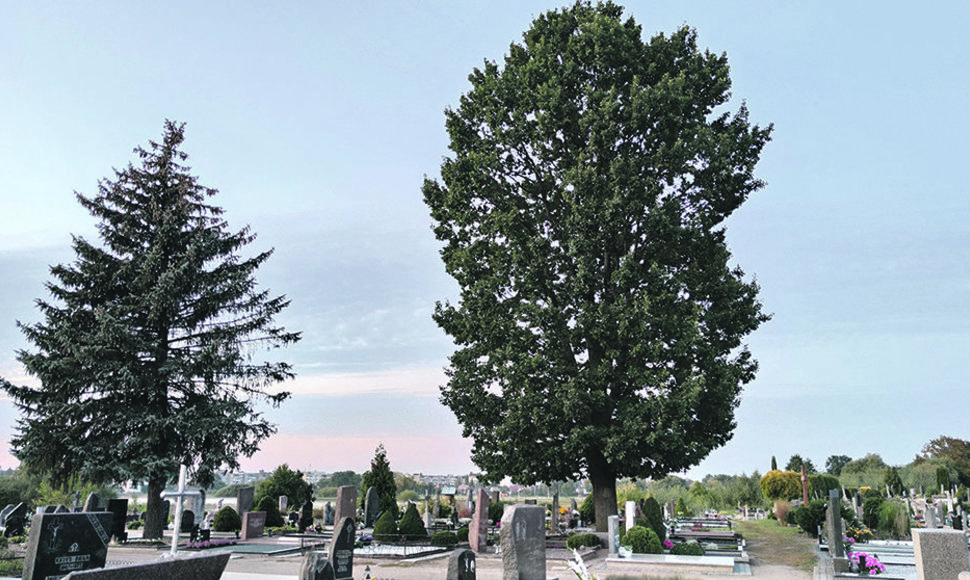Kauno g. kapinėse, Kėdainiuose, užaugęs didžiulis ąžuolas kasmet kapavietes nugula nemenku gilių sluoksniu.