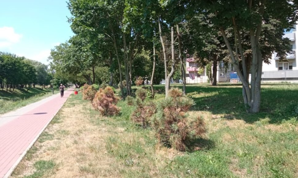 Daugiausia medžių išdžiūvo Žemaitės gatvėje, netoli daugiabučių namų kvartalų, prie Smilgos upės