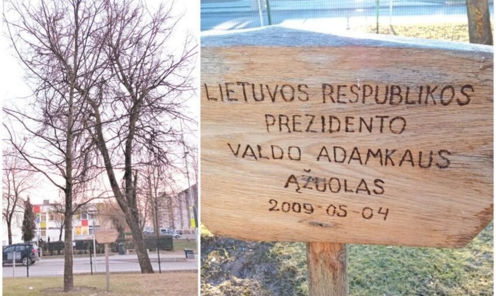 „Atžalyno“ gimnazijos kieme augantis V.Adamkaus ąžuoliukas kai kuriems kraštiečiams pasirodė stokojantis vietos ir erdvės
