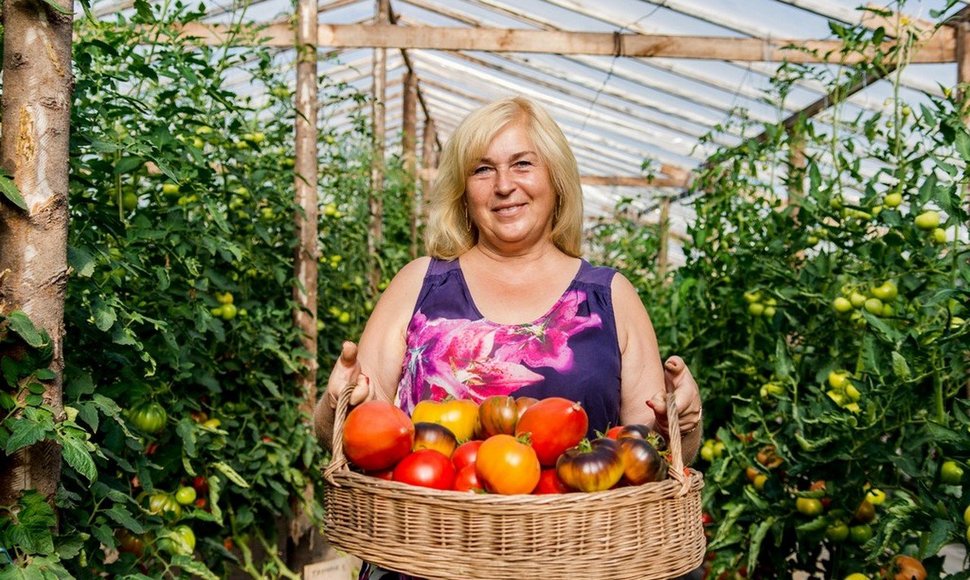 Ramygaloje užderėjo pomidorai milžinai