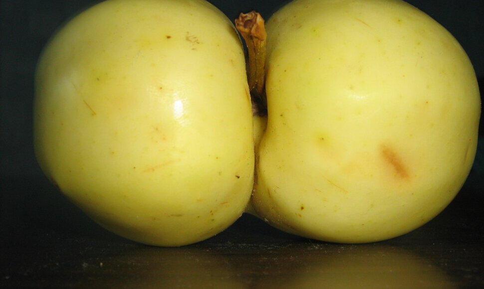Nuotraukos pavadinimas