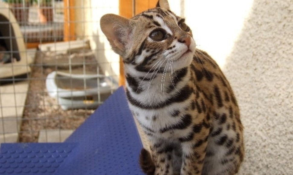 Azijos leopardinė katė