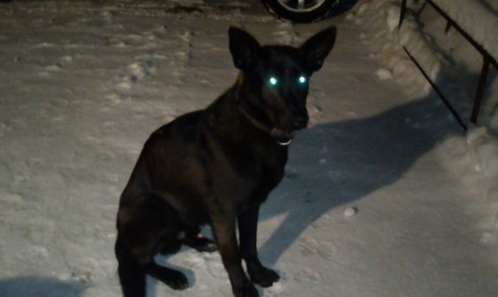 Sielos draugas