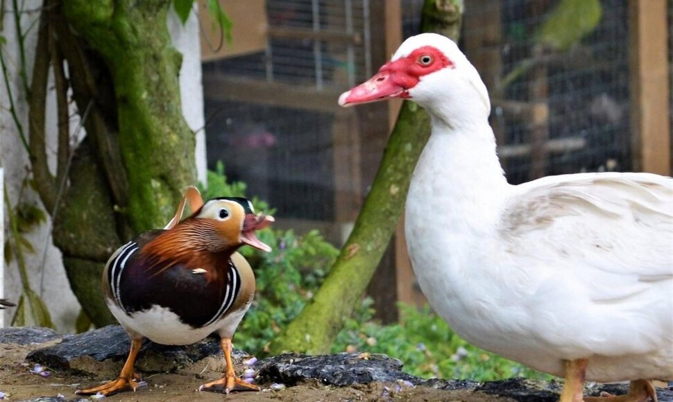 Pauk&scaron;čiai / Gosling family / SWNS / Gosling family / SWNS