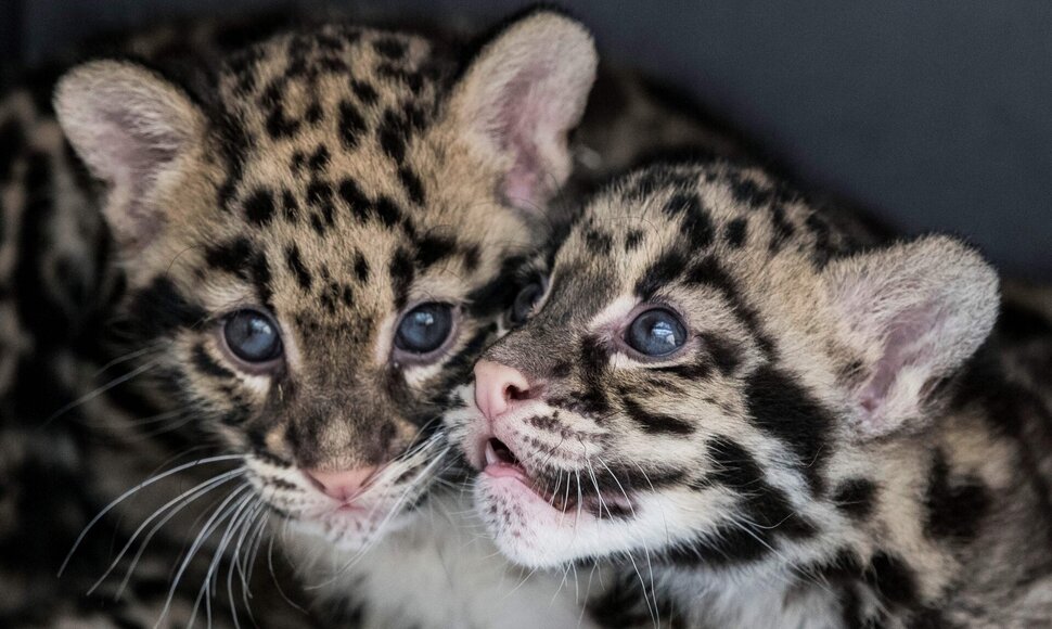 Dūminio leopardo jaunikliai / SEBASTIEN BOZON / AFP