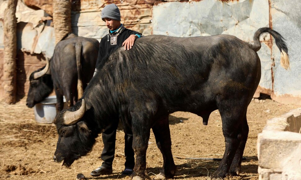 Buivolas / KARAR JABBAR / AFP