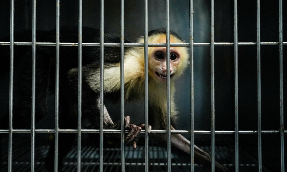 Beždžionė narve / Enea Lebrun / REUTERS