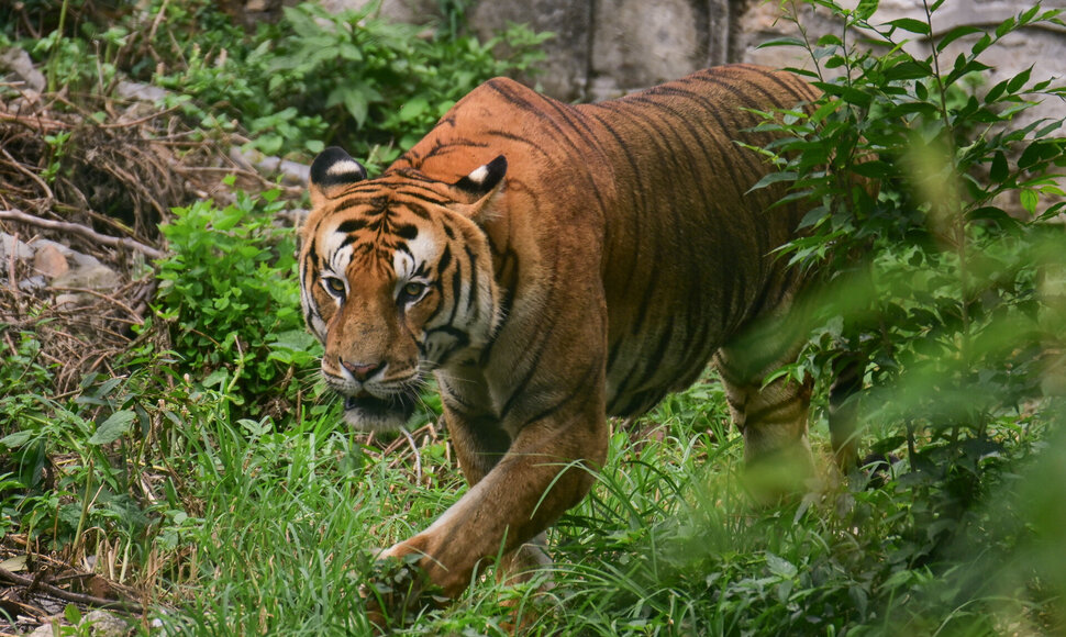 Tigras Nepalo zoologijos sode / Safal Prakash Shrestha / ZUMAPRESS.com