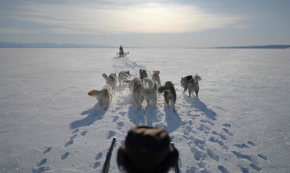 &Scaron;unų kinkinių lenktynės / OLIVIER MORIN / AFP