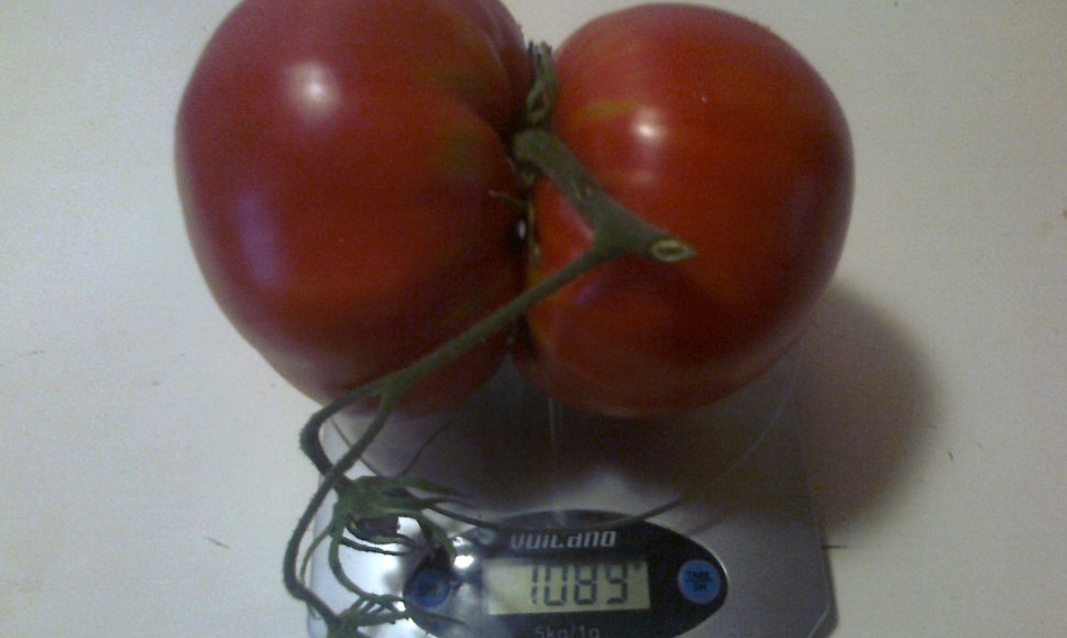 Pomidorai – Siamo dvyniai