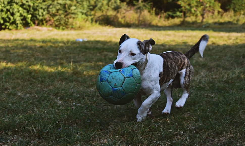 Šuo žaidžia su kamuoliu