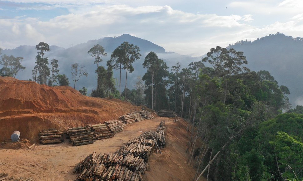 Miškų naikinimas pasaulyje įgavo pagreitį: naikiname ne tik miškus, naikiname ir patys save