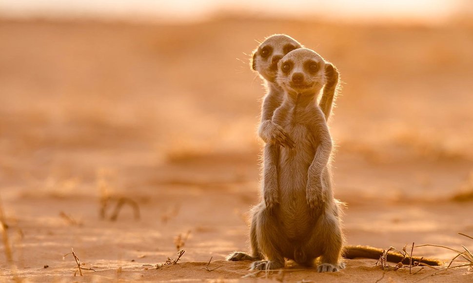 10 dalykų, kurių greičiausiai nežinojote apie surikatas