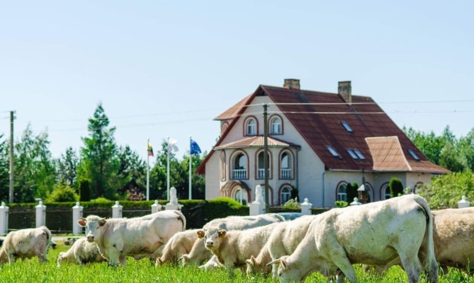 Žiliai augina Šarolė veislės galvijus, kurių ekologiška mėsa pasižymi ne tik vertingomis maistinėmis, bet ir puikiomis skoninėmis savybėmis.