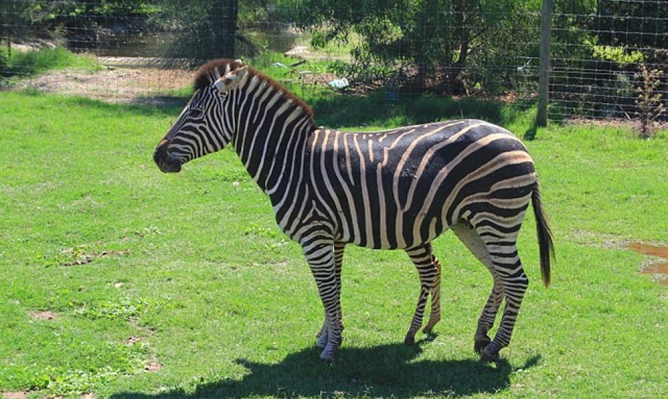 „Werribee“ zoologijos sodas ir rožių sodai