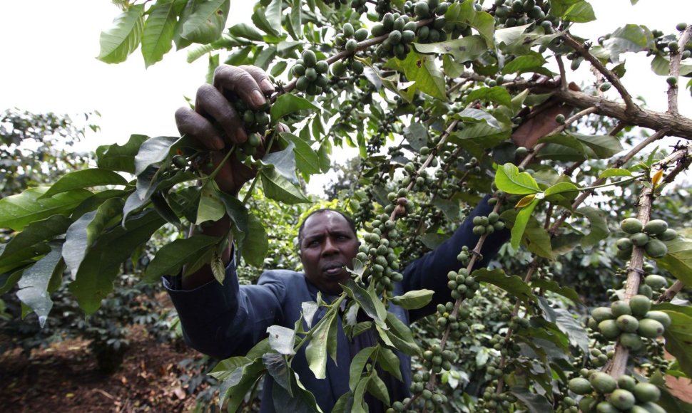 Afrikoje auginama kava