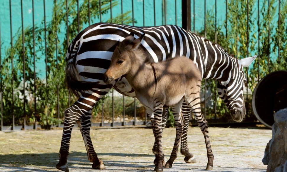 Asilo ir zebro hibridas šalia savo motinos