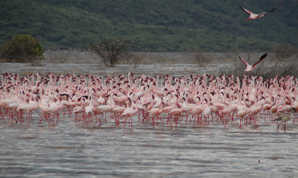 Flamingais ir geizeriais garsėjantis Bogorijos ežeras