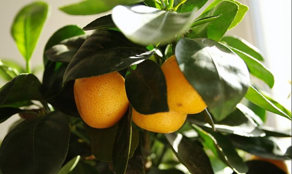 Mandarinas ant palangės