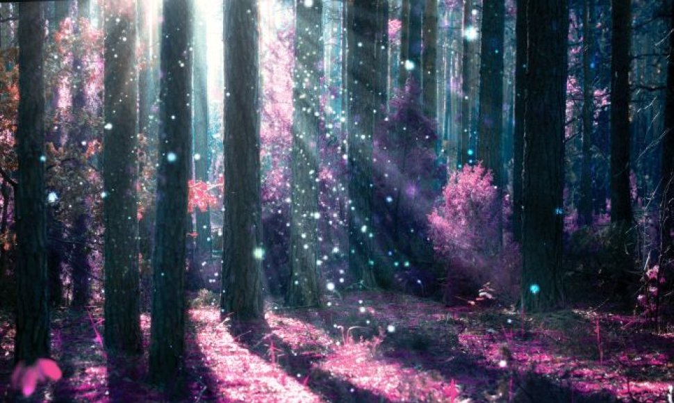 Magiškas miškas