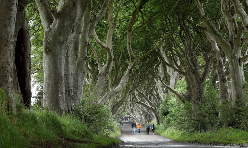 Medžių alėja Airijoje