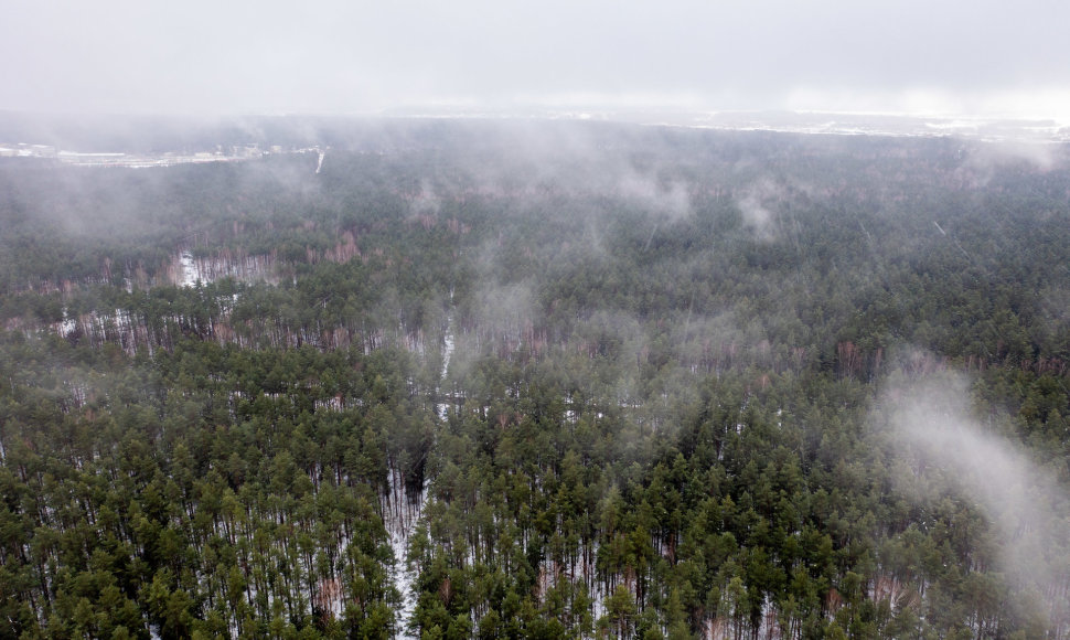 Miškas Panerių seniūnijoje, kurį norima paversti žvyro ir smėlio karjeru