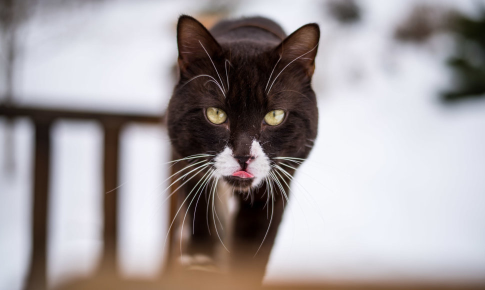 Fotografas siekė užfiksuoti skirtingas kačių emocijas