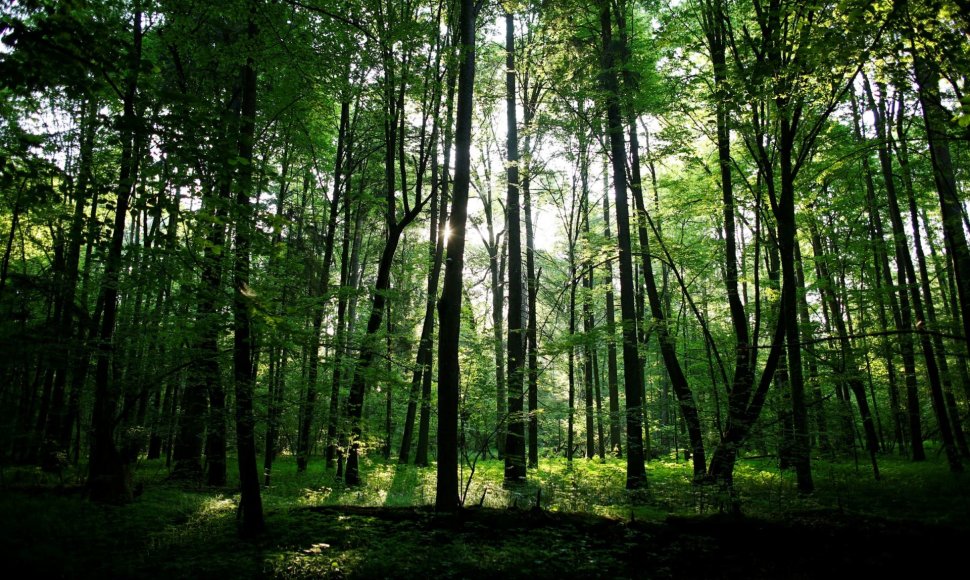 Belovežo giria – vienintelė pirmykštė giria išlikusi Europoje, jai daugiau nei 6000 metų
