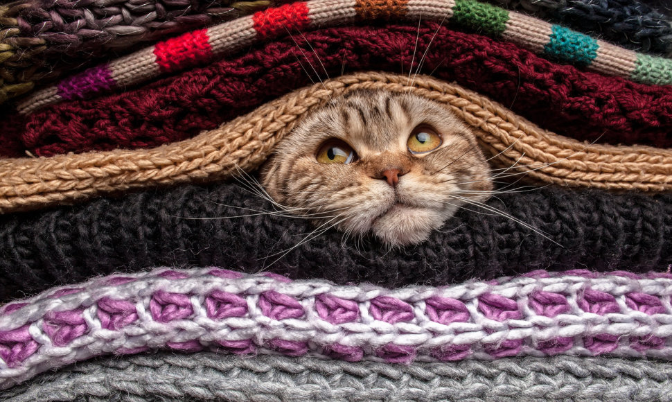 Katinas tarp megztinių.