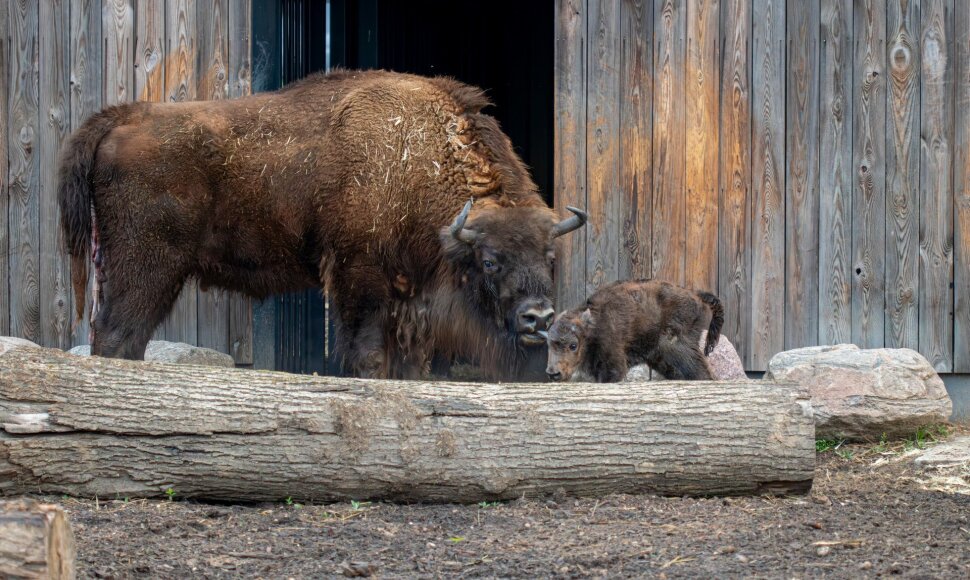 Lietuvos zoologijos sode gimė stumbriukas