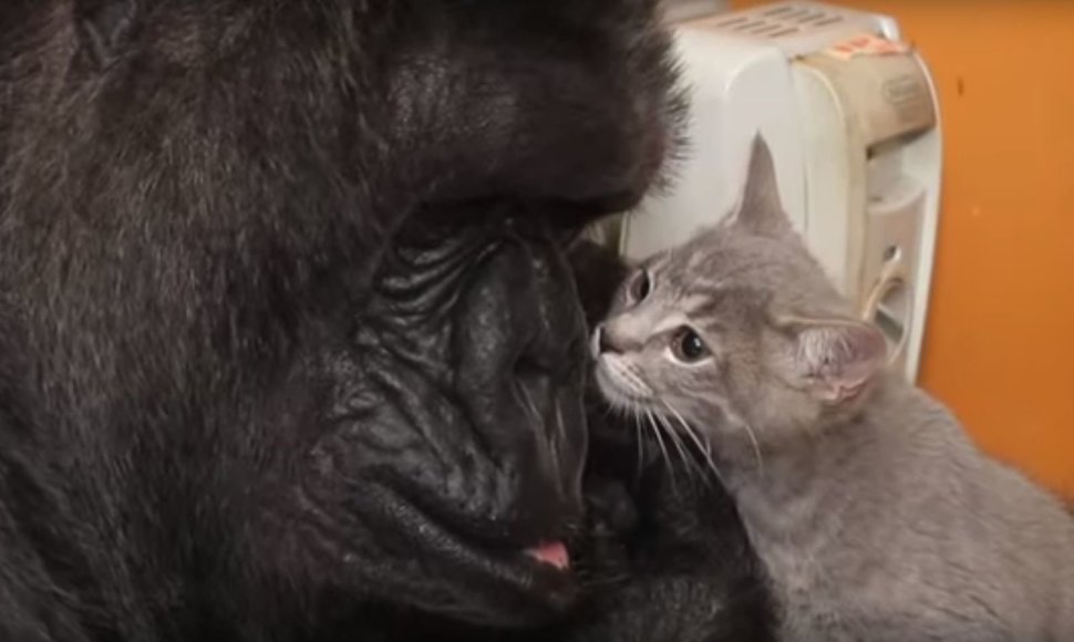 Gorila Koko ir jos kačiukas