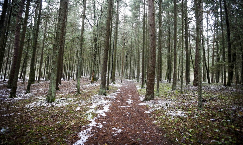 Ilgesingas Varnikų šauksmas: pasigrožėti šlapiu sniegu apdribusia gamta