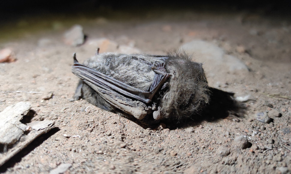 Negyvas šikšnosparnis, aptiktas apskaitos vietoje