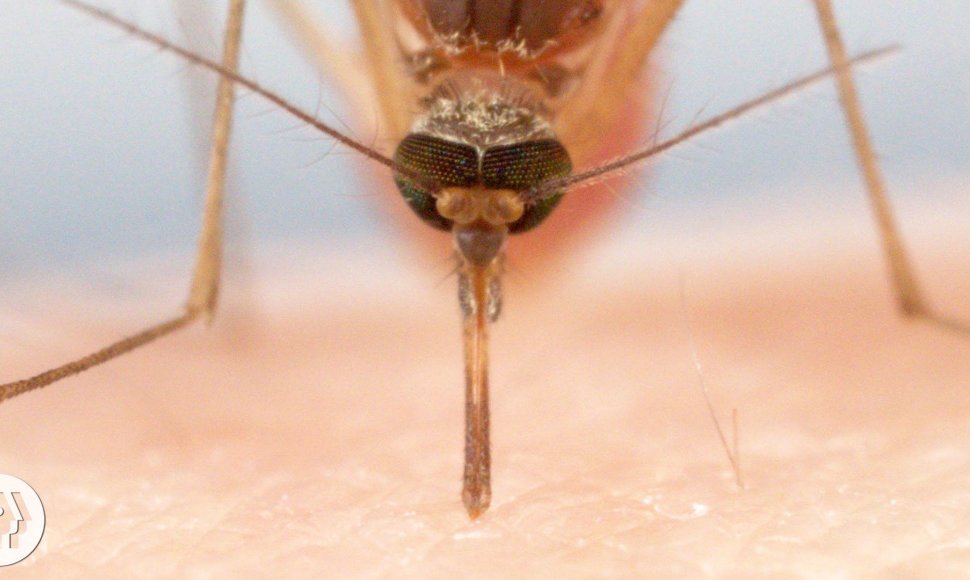 how-mosquitoes-use-six-needles-to-suck-your-blood-deep-look