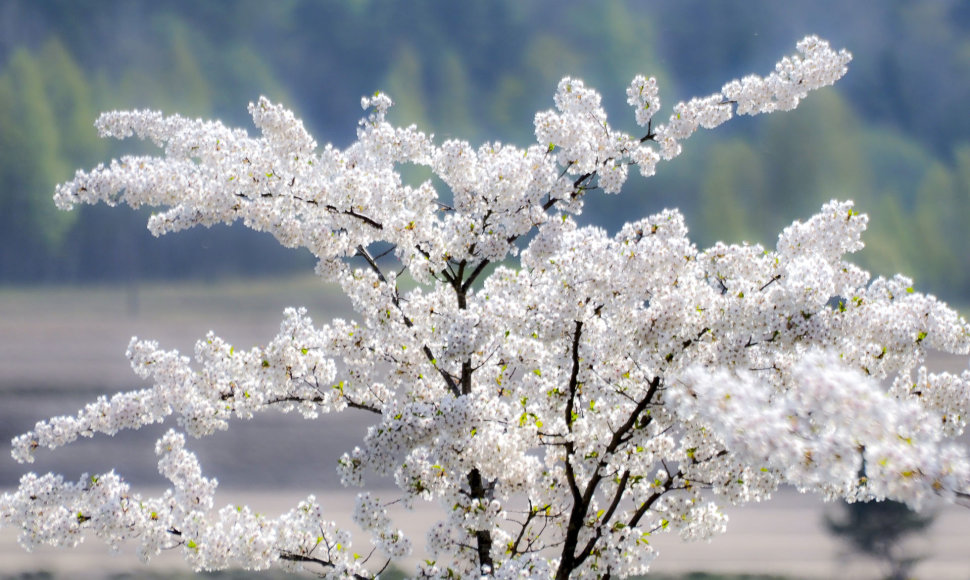 Žydinčios sakuros Kretingoje, Japoniškame sode