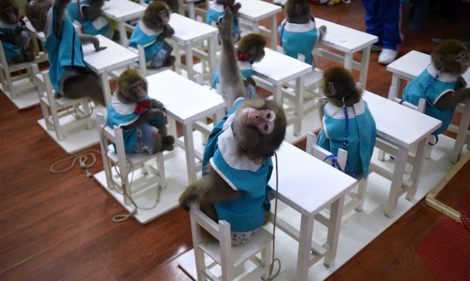 Beždžionių mokykla Kinijoje