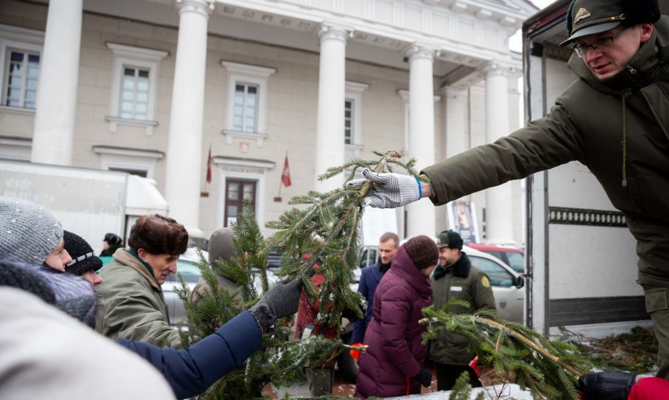 Vilniuje pradėtos dalinti eglių šakos