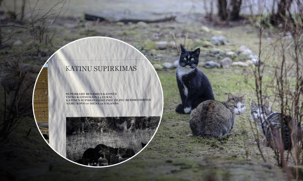 Skelbimas apie superkamas kates