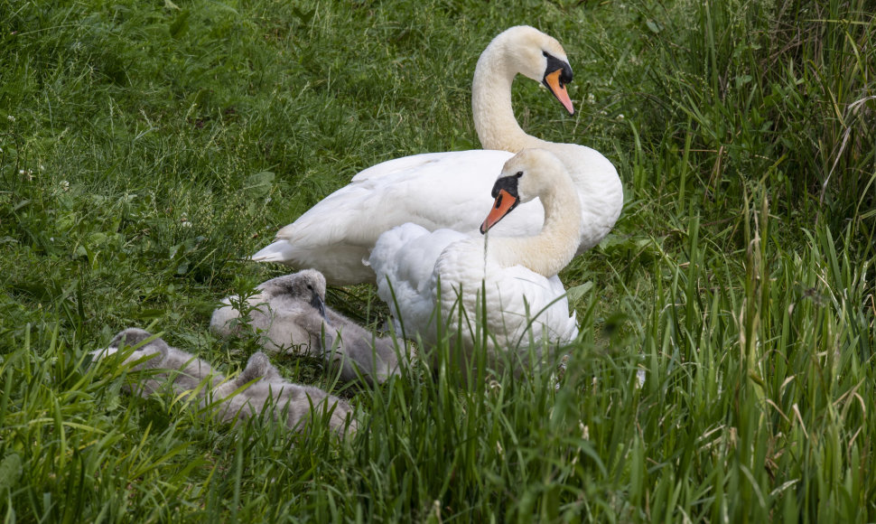 Gulbės