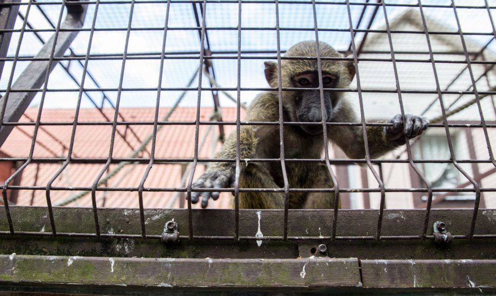 Beždžionių gyvenimas Kauno zoologijos sode