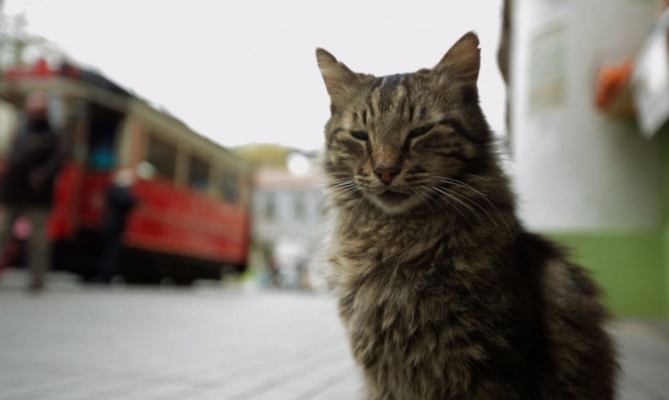  „Kedi. Slaptas kačių gyvenimas“