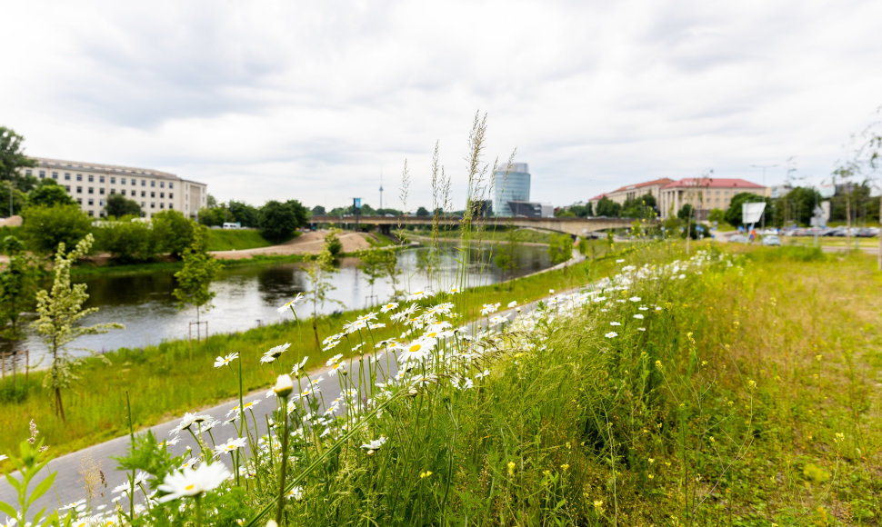 Nešienaujama žolė Vilniuje